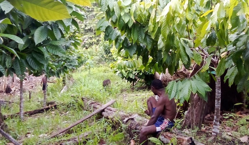 Bapa Leo Siuma Sedang berada di lahan kakao yang dipelihara selama 4 tahun lebih di Kampung Kufu